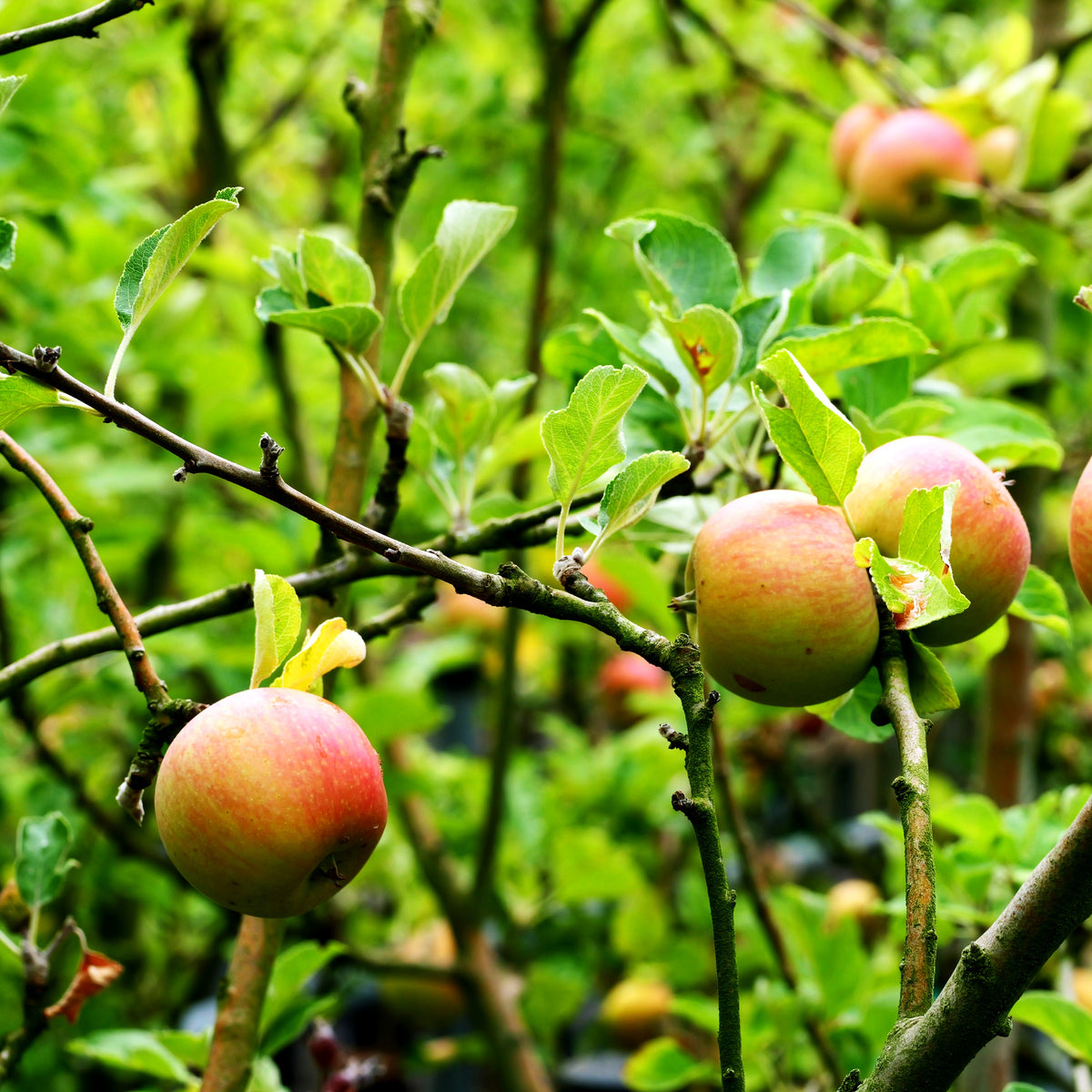 Herbstapfel 'Alkmene' (Malus)