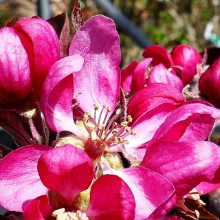 Herbstapfel 'Baya Marisa' (Malus)