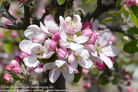 Herbstapfel 'Cox Orange Renette' (Malus)