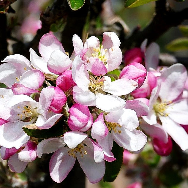 Herbstapfel 'Cox Orange Renette' (Malus)
