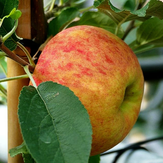 Herbstapfel 'Elstar' (Malus)