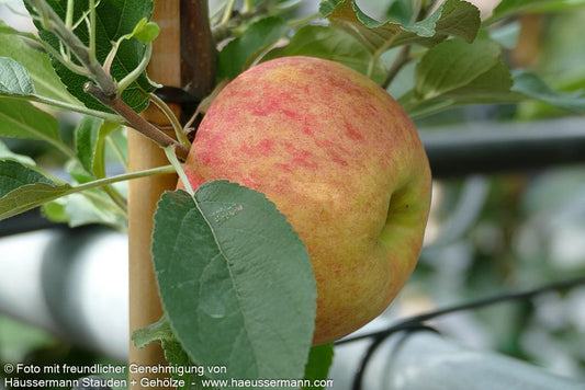 Herbstapfel 'Elstar' (Malus)