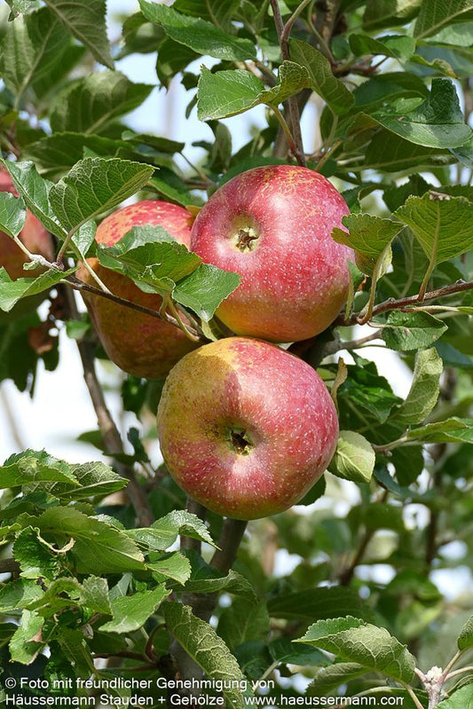 Herbstapfel 'Florina' (Malus)