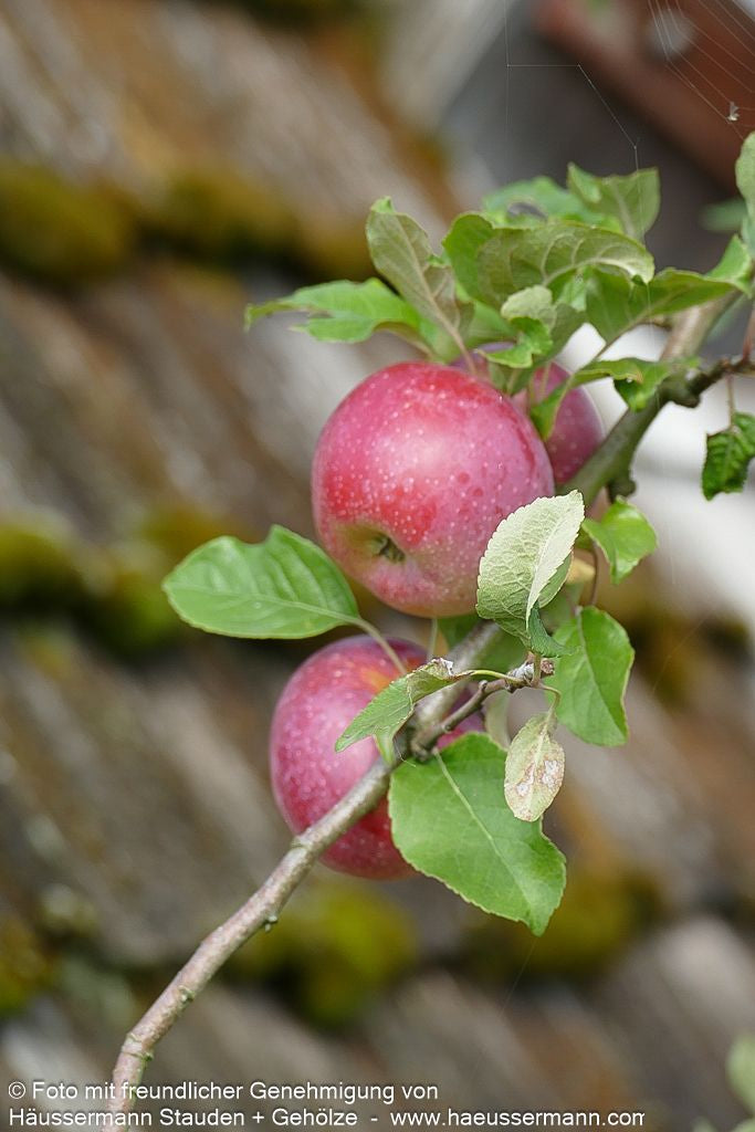 Herbstapfel 'Florina' (Malus)