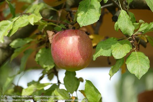 Herbstapfel 'Fuji' (Malus)