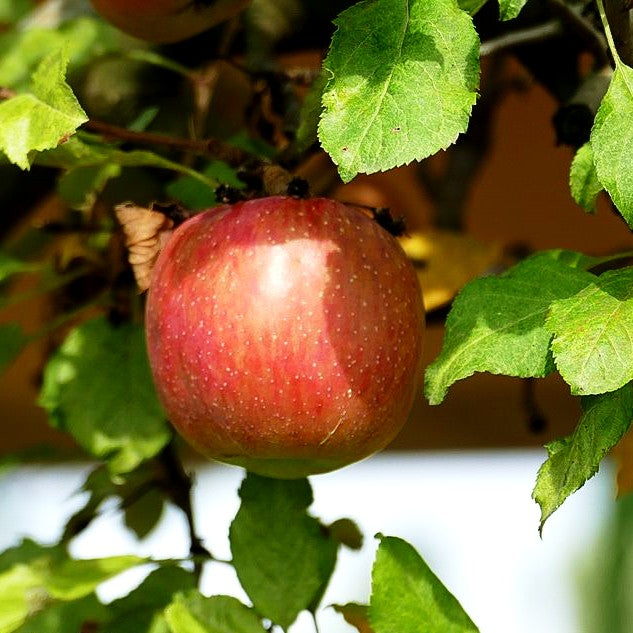 Herbstapfel 'Fuji' (Malus)