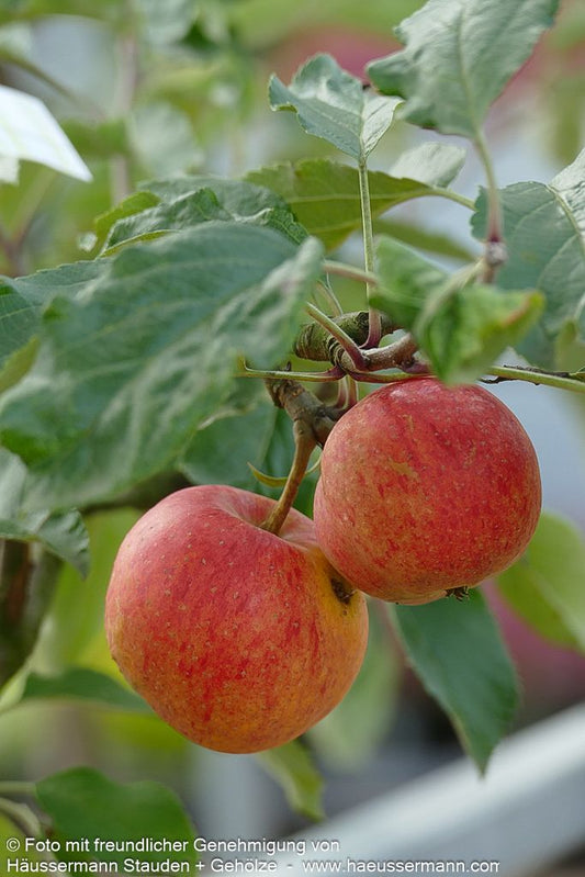 Herbstapfel 'Gala' (Malus)
