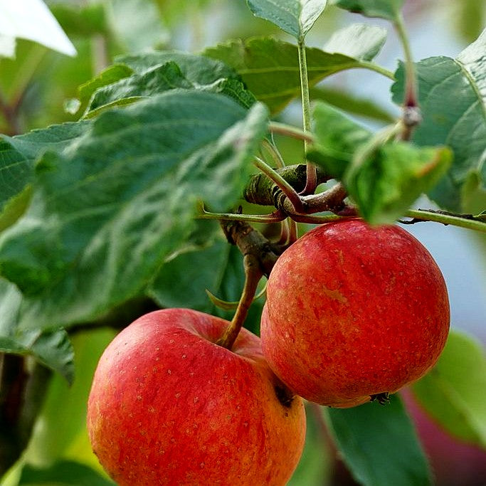 Herbstapfel 'Gala' (Malus)