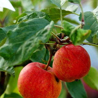 Herbstapfel 'Gala' (Malus)