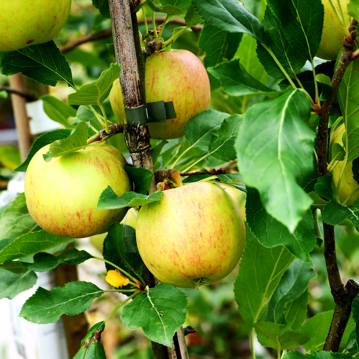 Herbstapfel 'Gala' (Malus)