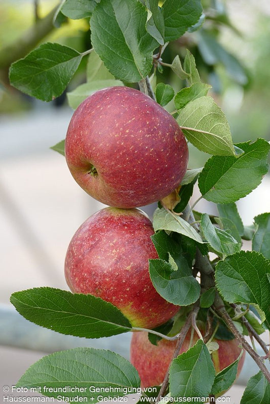 Herbstapfel 'Gewürzluikenapfel' (Malus)