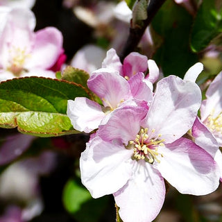 Herbstapfel 'Golden Delicious' (Malus)