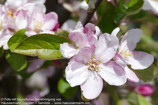Herbstapfel 'Golden Delicious' (Malus)