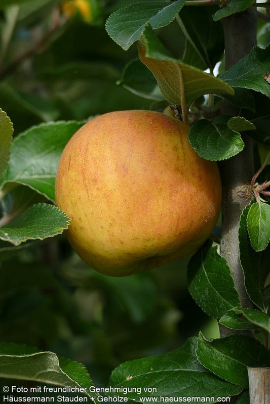 Herbstapfel 'Goldparmäne' (Malus)