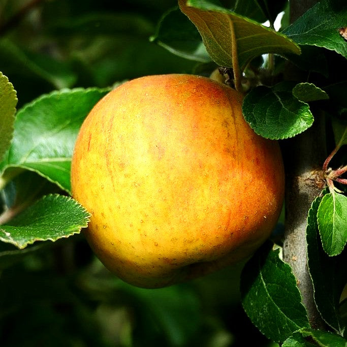Herbstapfel 'Goldparmäne' (Malus)