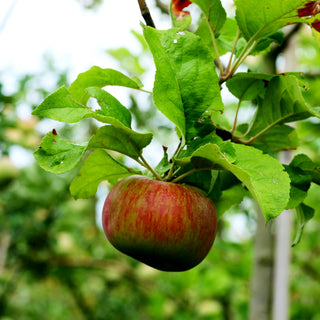 Herbstapfel 'Holsteiner Cox' (Malus)