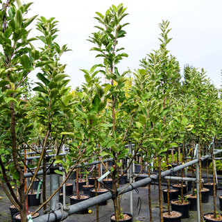 Herbstapfel 'Jakob Fischer' (Malus)