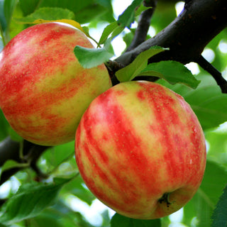 Herbstapfel 'Karneval' (Malus)