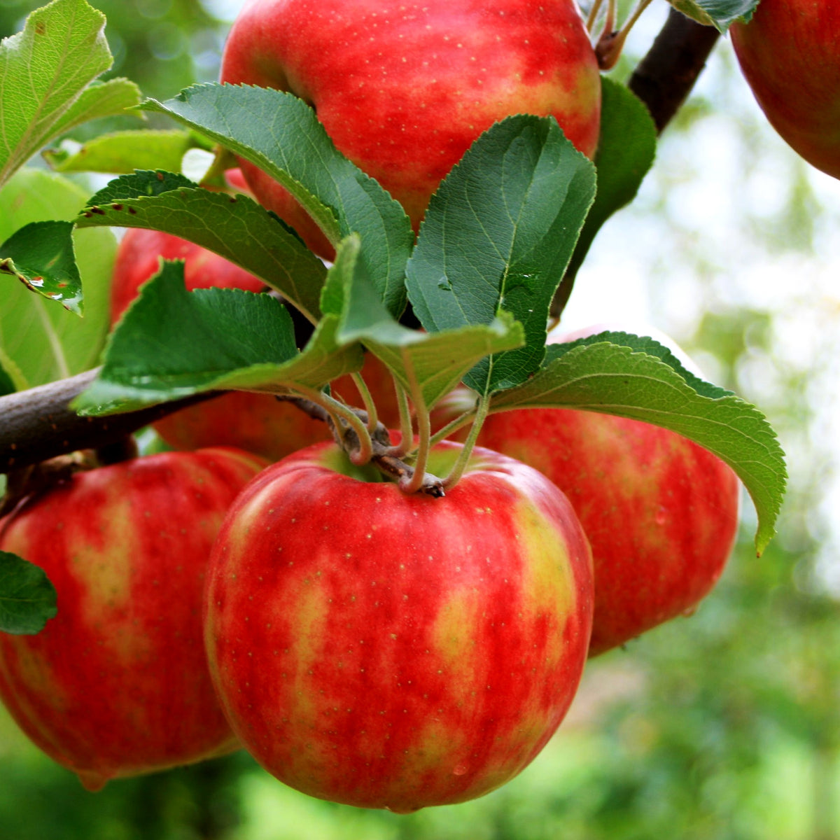 Herbstapfel 'Karneval' (Malus)