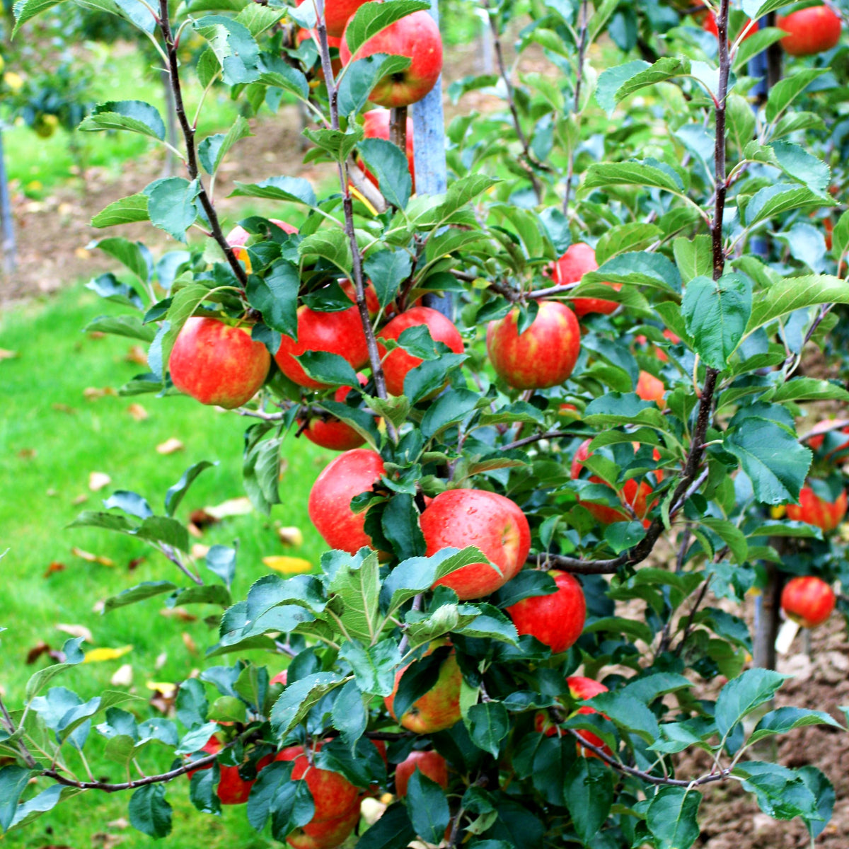 Herbstapfel 'Karneval' (Malus)