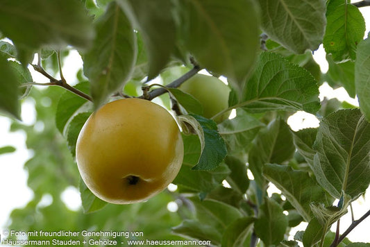 Herbstapfel 'Landsberger Renette' (Malus)