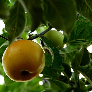 Herbstapfel 'Landsberger Renette' (Malus)