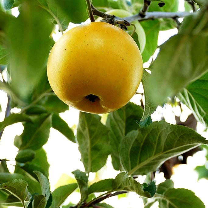 Herbstapfel 'Landsberger Renette' (Malus)