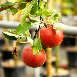 Herbstapfel 'Melrose' (Malus)