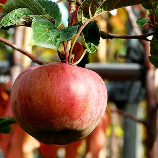 Herbstapfel 'Ontario' (Malus)