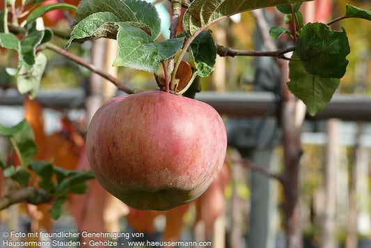 Herbstapfel 'Ontario' (Malus)