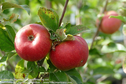 Herbstapfel 'Pilot' (Malus)