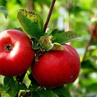 Herbstapfel 'Pilot' (Malus)