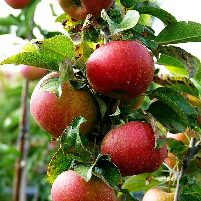 Herbstapfel 'Pilot' (Malus)