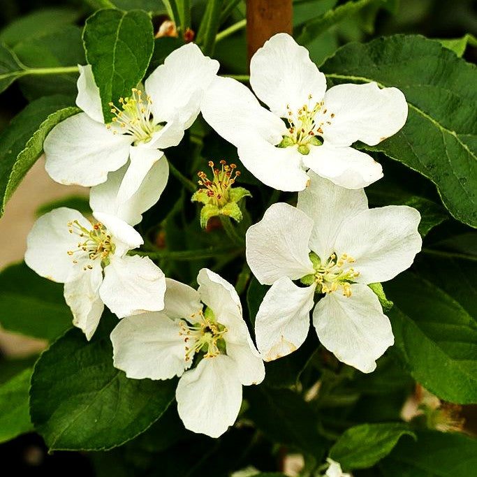 Herbstapfel 'Pilot' (Malus)