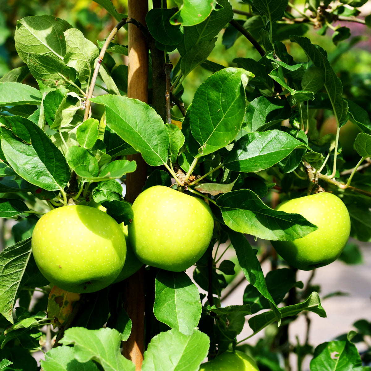 Herbstapfel 'Pilot' (Malus)