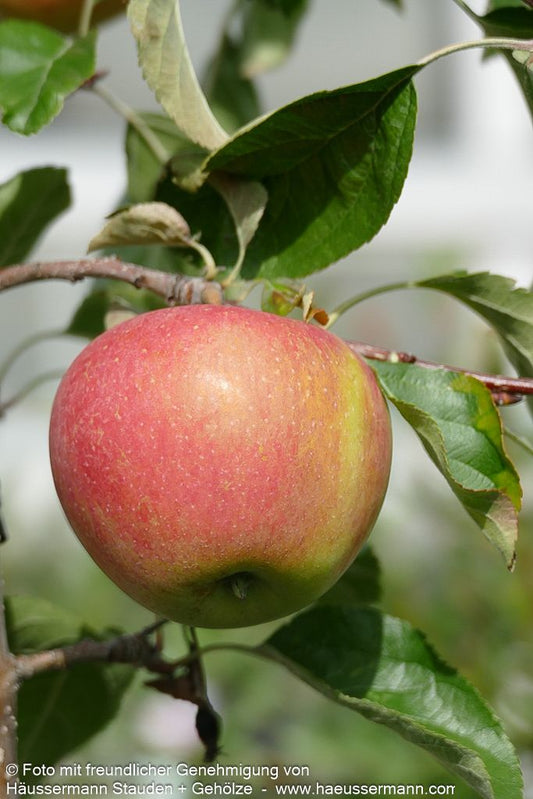Herbstapfel 'Pinova' (Malus)