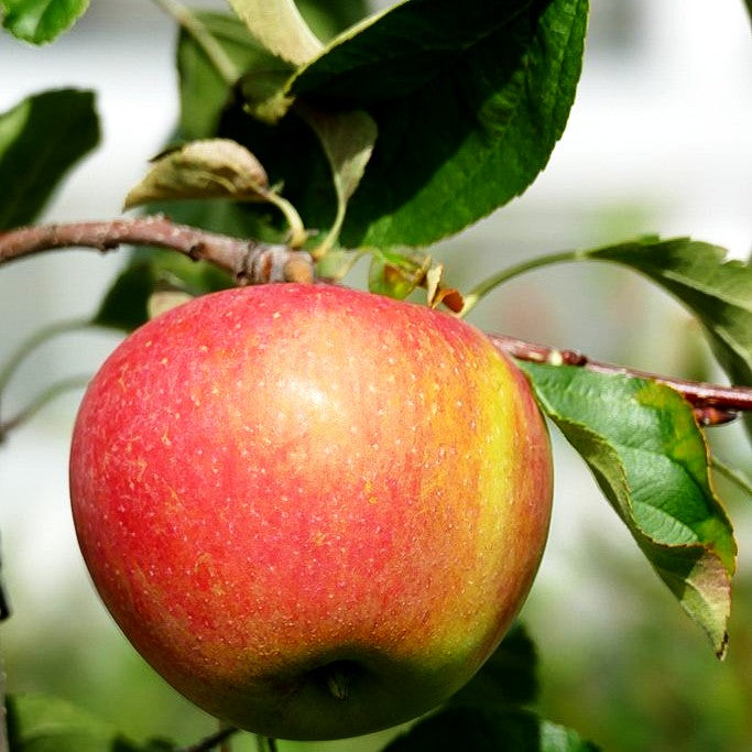 Herbstapfel 'Pinova' (Malus)