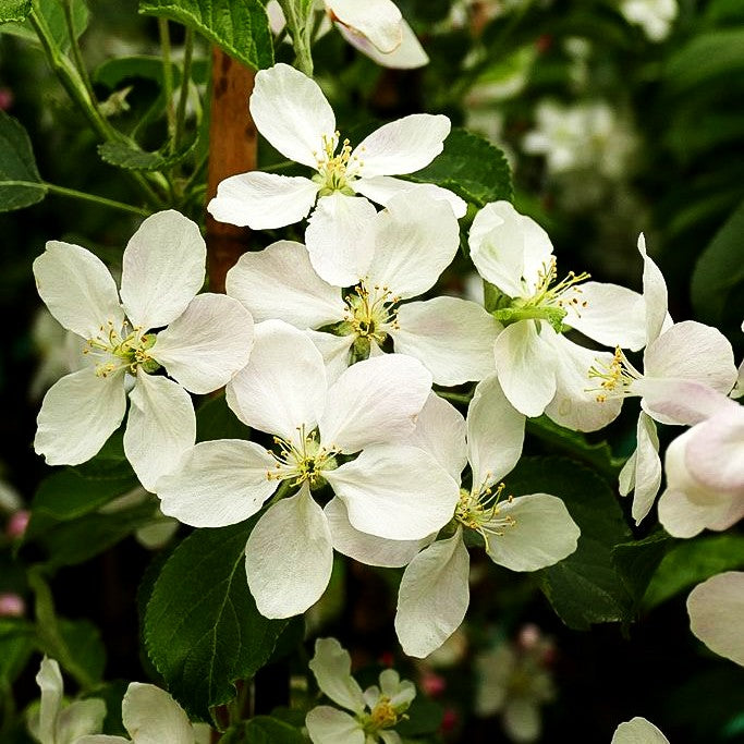 Herbstapfel 'Pinova' (Malus)