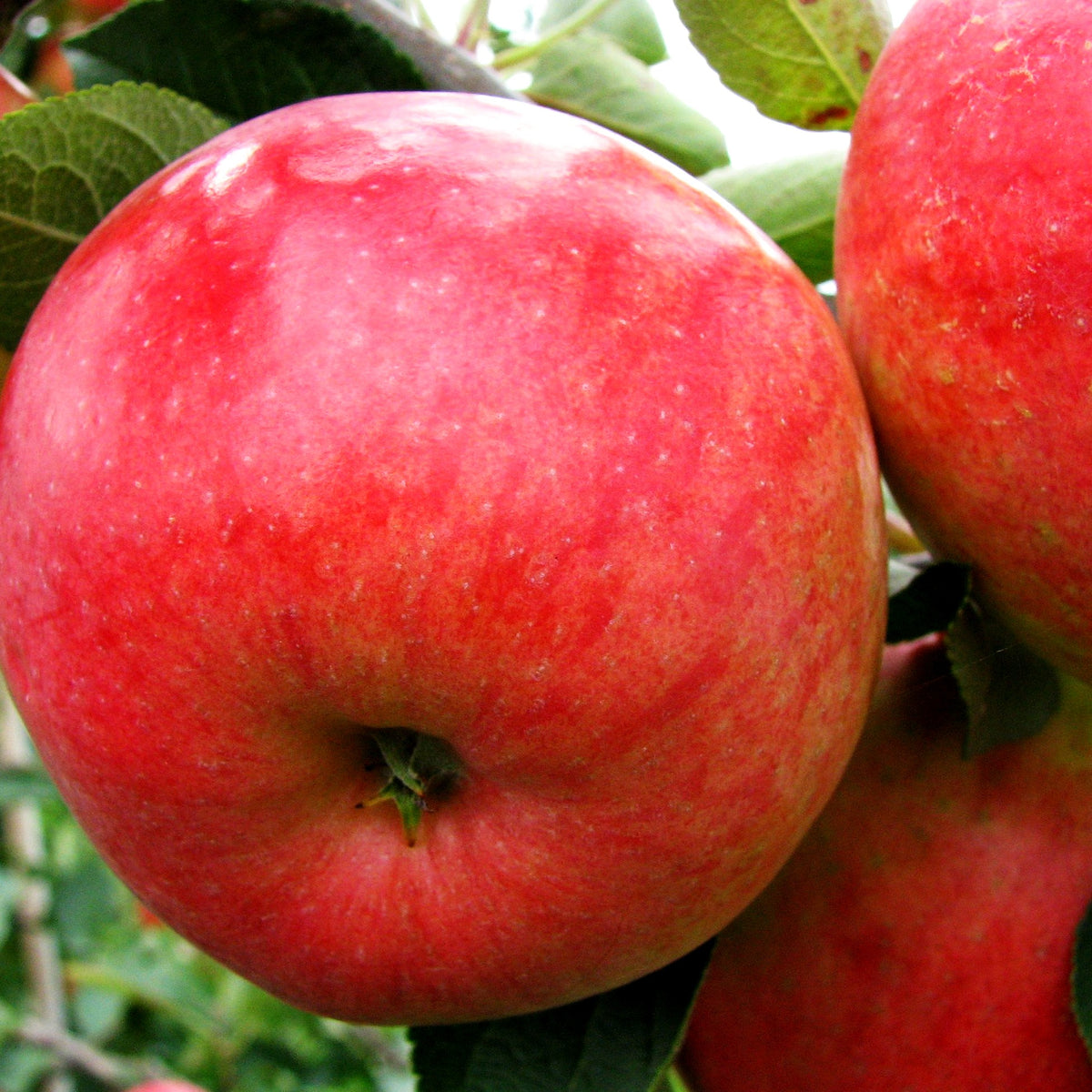 Herbstapfel 'Rebella' (Malus -S)