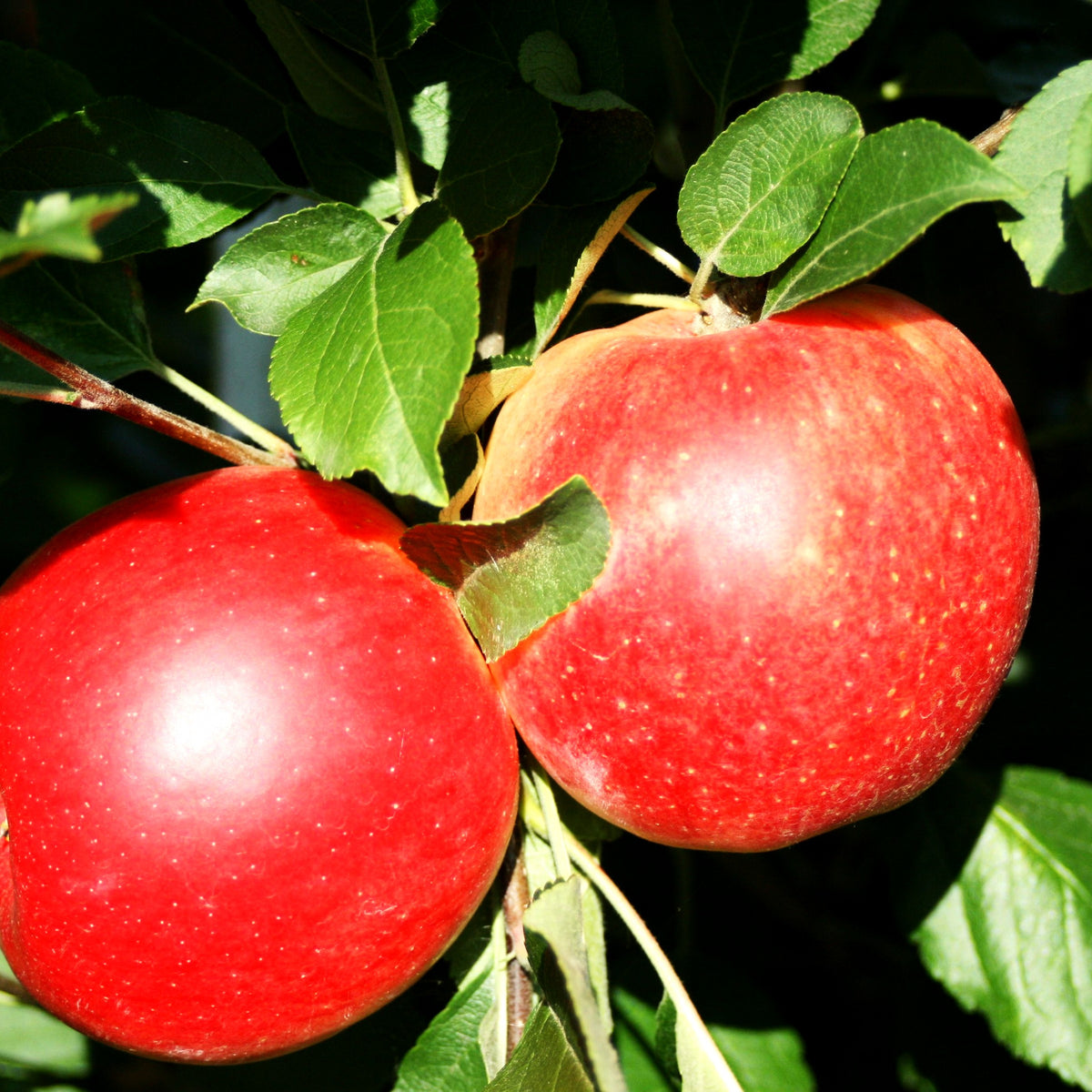 Herbstapfel 'Rebella' (Malus -S)