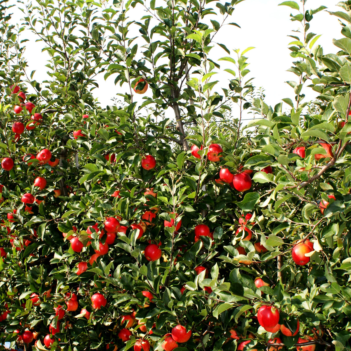 Herbstapfel 'Rebella' (Malus -S)