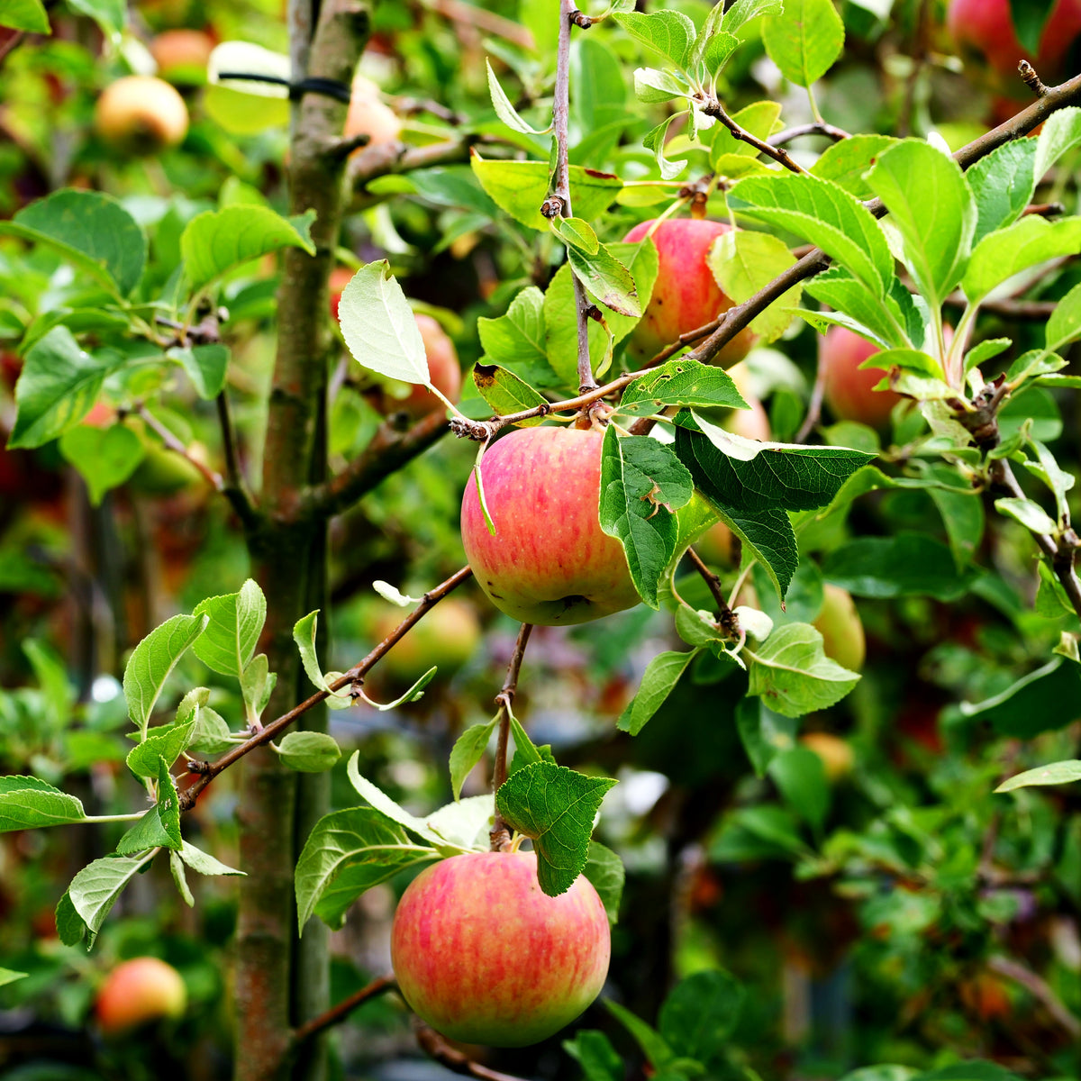 Herbstapfel 'Rebella' (Malus -S)
