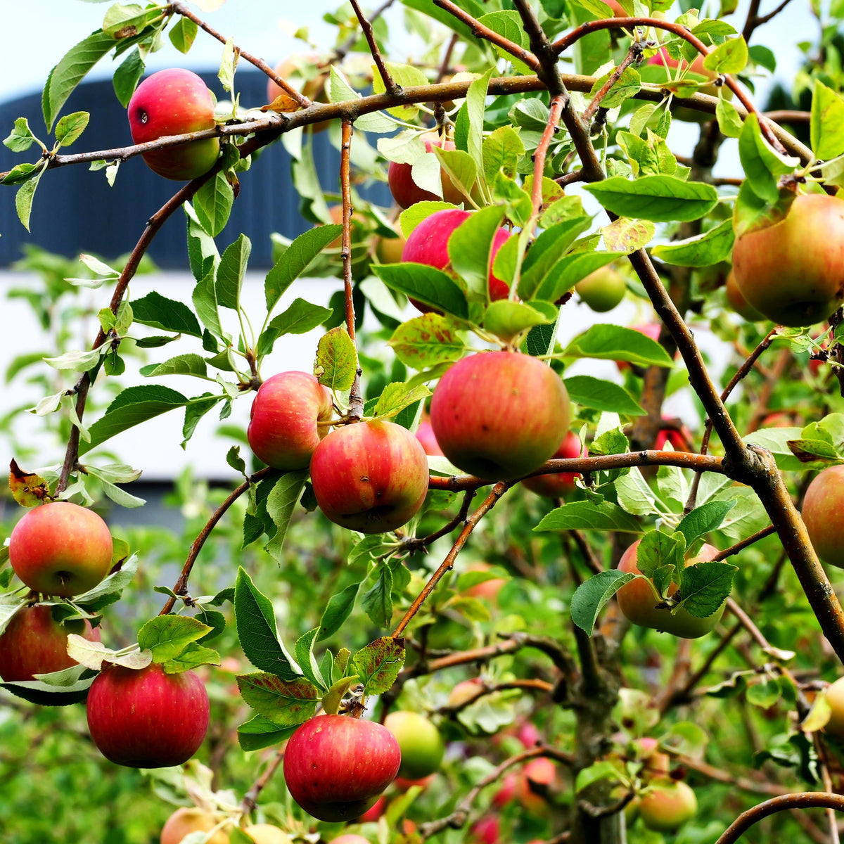 Herbstapfel 'Rebella' (Malus -S)
