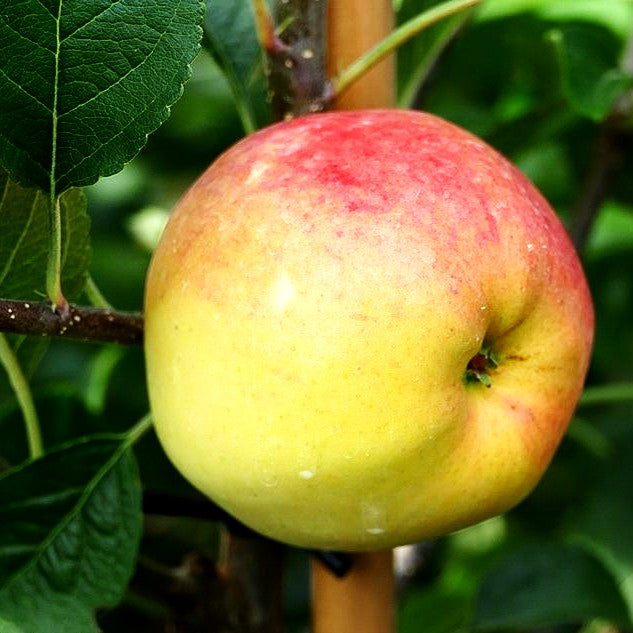 Herbstapfel 'Rebella' (Malus)