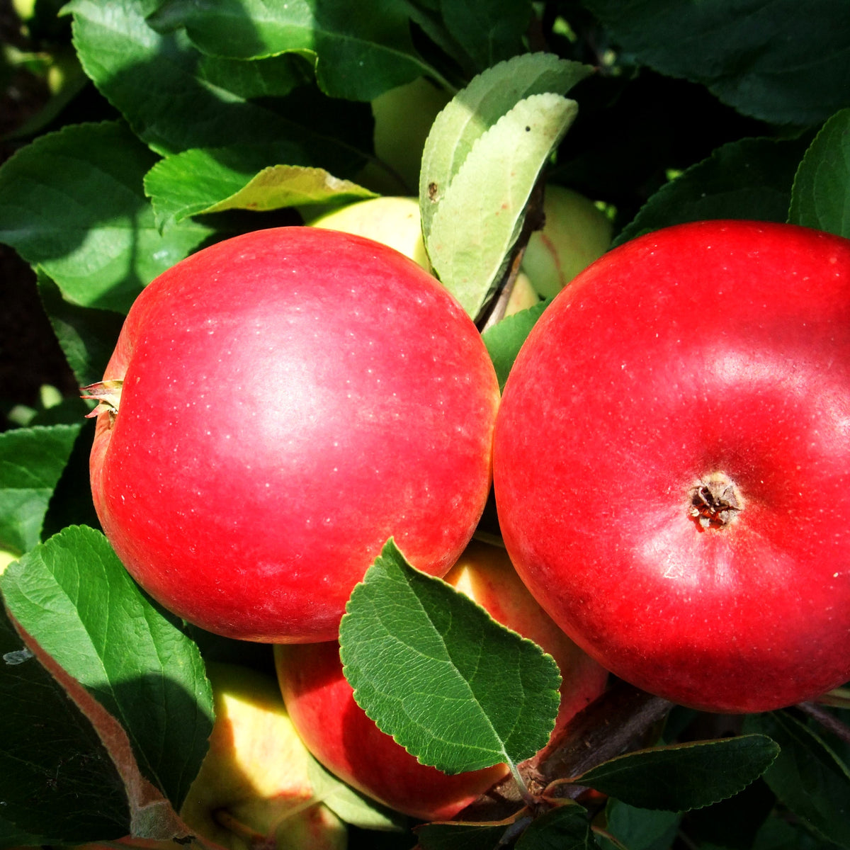 Herbstapfel 'Reglindis' (Malus)