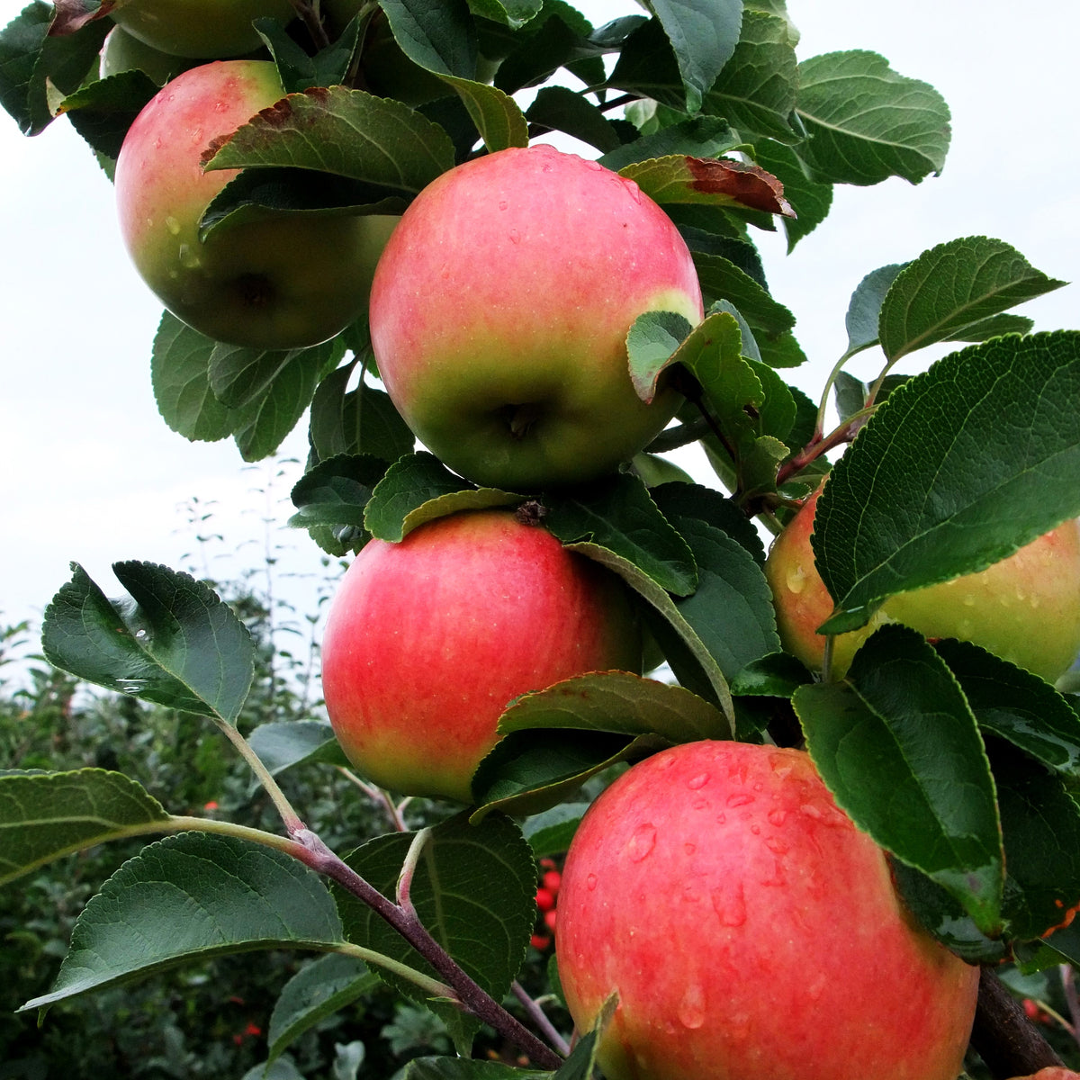 Herbstapfel 'Reglindis' (Malus)