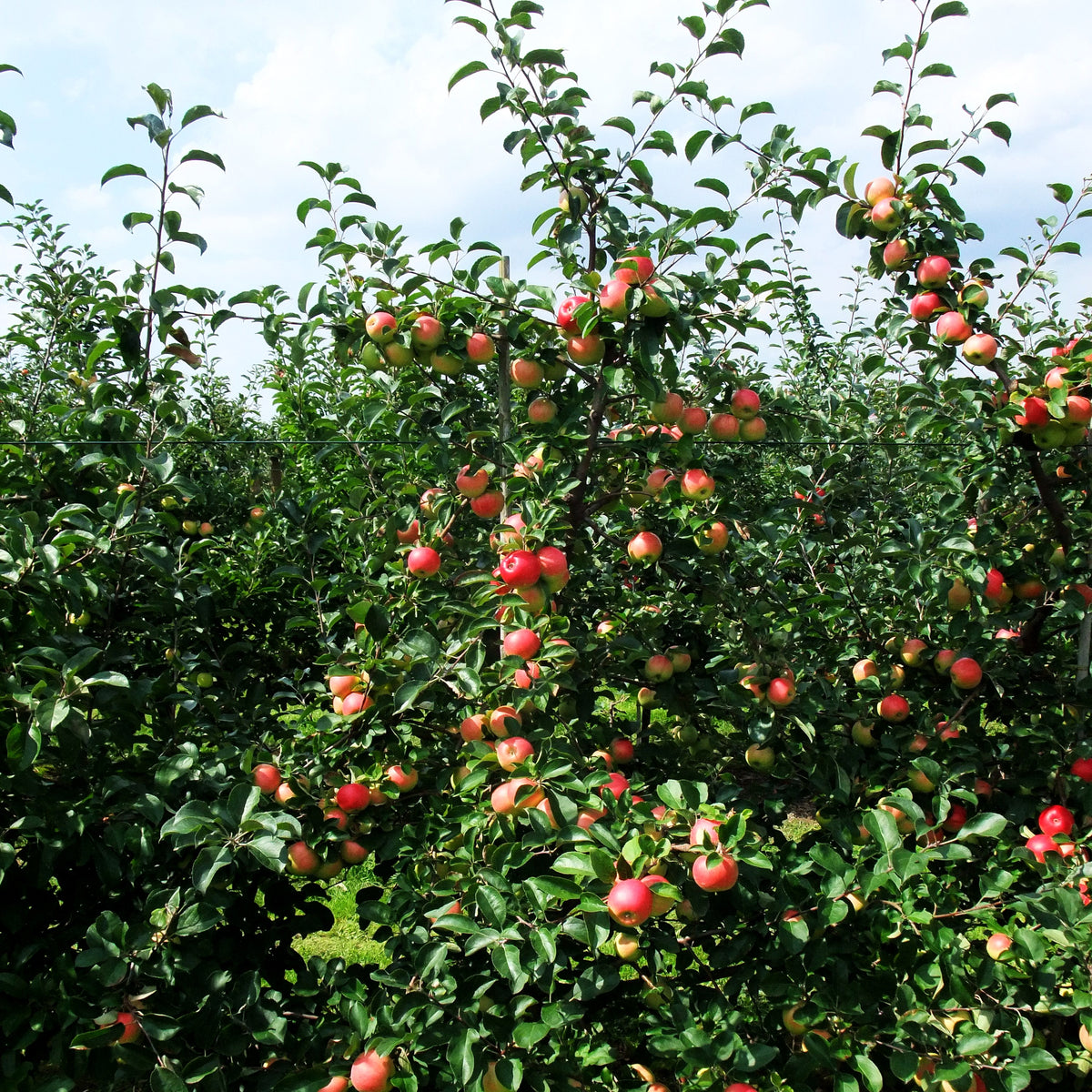 Herbstapfel 'Reglindis' (Malus)