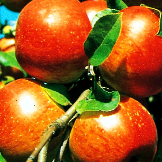 Herbstapfel 'Relinda' (Malus)
