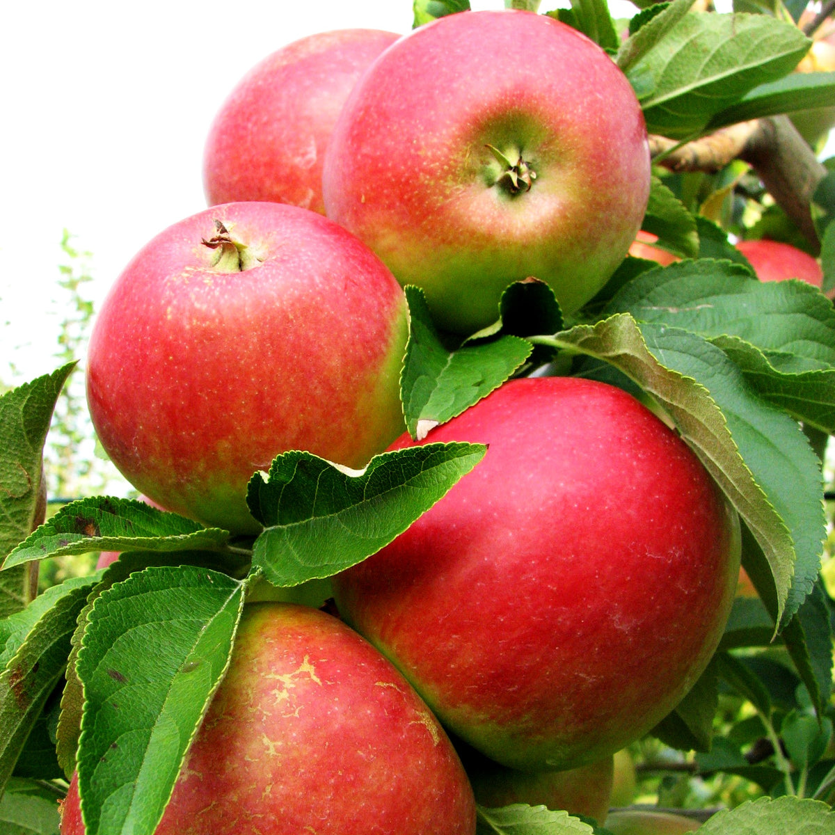 Herbstapfel 'Retina' (Malus)