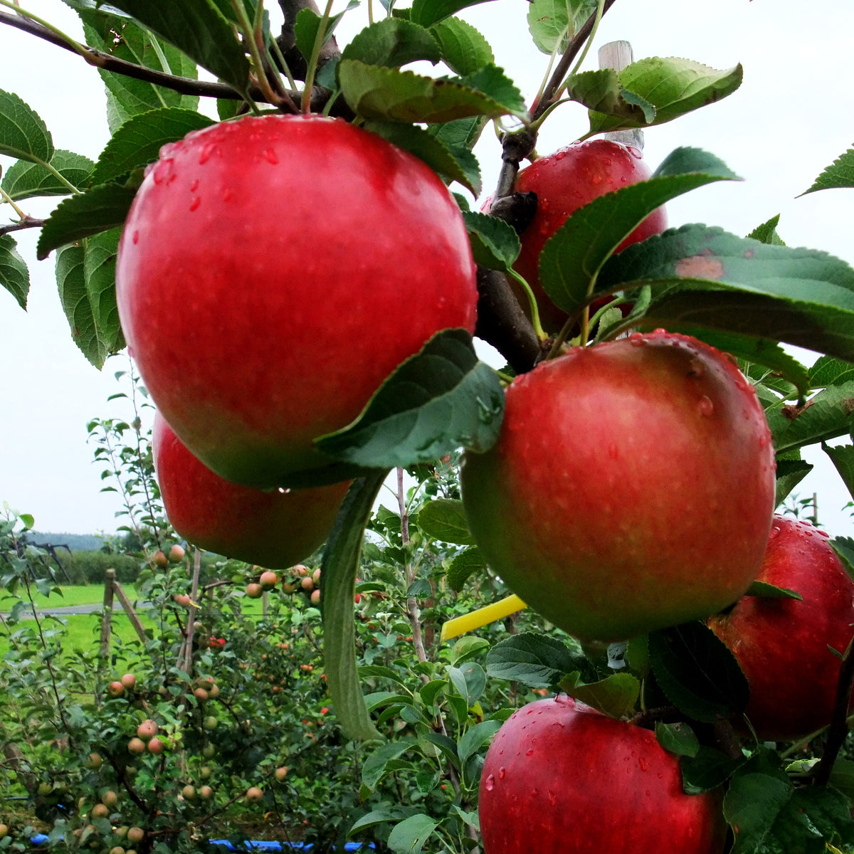 Herbstapfel 'Retina' (Malus)